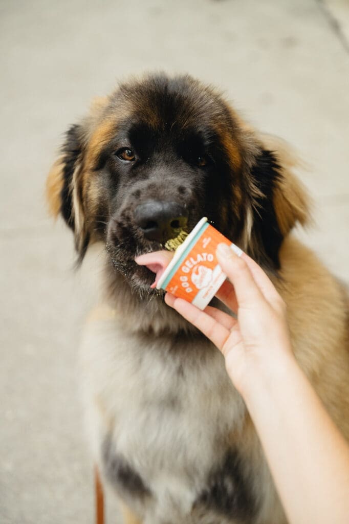 dog licking a dog gelato cup