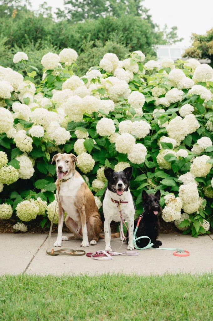 3 dogs sitting in front of a large, white hydrangea bush